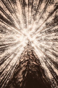 Conférence : La nature ésotérique de l'Homme